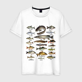 Мужская футболка хлопок с принтом Популярные виды рыб в Тюмени, 100% хлопок | прямой крой, круглый вырез горловины, длина до линии бедер, слегка спущенное плечо. | Тематика изображения на принте: рыба | рыбалка | рыбачить | туризм | туристические | туристу | улов