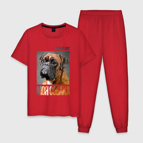 Мужская пижама хлопок с принтом Немецкий боксер в Тюмени, 100% хлопок | брюки и футболка прямого кроя, без карманов, на брюках мягкая резинка на поясе и по низу штанин
 | Тематика изображения на принте: drug | немецкий боксер | порода | собака