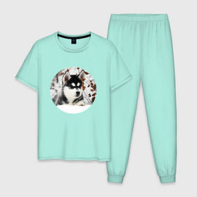 Мужская пижама хлопок с принтом Щенок хаски в Тюмени, 100% хлопок | брюки и футболка прямого кроя, без карманов, на брюках мягкая резинка на поясе и по низу штанин
 | dog | husky | собака | хаски | щенок