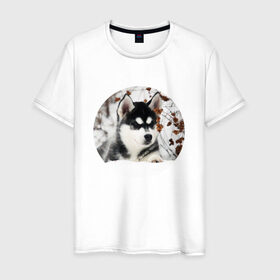 Мужская футболка хлопок с принтом Щенок хаски в Тюмени, 100% хлопок | прямой крой, круглый вырез горловины, длина до линии бедер, слегка спущенное плечо. | Тематика изображения на принте: dog | husky | собака | хаски | щенок