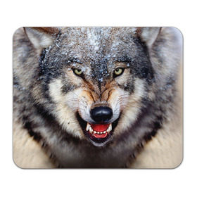 Коврик прямоугольный с принтом Волк в Тюмени, натуральный каучук | размер 230 х 185 мм; запечатка лицевой стороны | Тематика изображения на принте: волк | животные | злой волк | зубы | оскал