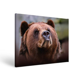 Холст прямоугольный с принтом Медведь в Тюмени, 100% ПВХ |  | Тематика изображения на принте: бурый | гризли | животные | медведь | мишка