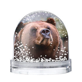 Водяной шар с принтом Медведь в Тюмени, Пластик | Изображение внутри шара печатается на глянцевой фотобумаге с двух сторон | бурый | гризли | животные | медведь | мишка