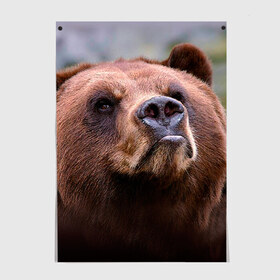 Постер с принтом Медведь в Тюмени, 100% бумага
 | бумага, плотность 150 мг. Матовая, но за счет высокого коэффициента гладкости имеет небольшой блеск и дает на свету блики, но в отличии от глянцевой бумаги не покрыта лаком | бурый | гризли | животные | медведь | мишка