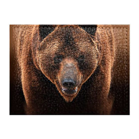 Обложка для студенческого билета с принтом Медведь в Тюмени, натуральная кожа | Размер: 11*8 см; Печать на всей внешней стороне | бурый | гризли | животные | медведь | мишка