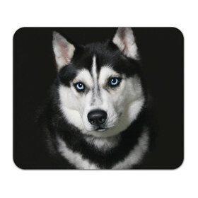 Коврик прямоугольный с принтом Хаски в Тюмени, натуральный каучук | размер 230 х 185 мм; запечатка лицевой стороны | животные | собака | хаски