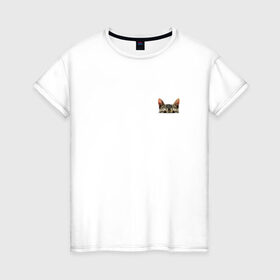 Женская футболка хлопок с принтом Кот в кармашке в Тюмени, 100% хлопок | прямой крой, круглый вырез горловины, длина до линии бедер, слегка спущенное плечо | в кармане | киса | кот | коты | кошки | подглядывающий