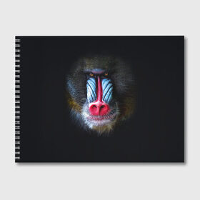 Альбом для рисования с принтом Мандрил в Тюмени, 100% бумага
 | матовая бумага, плотность 200 мг. | 2016 | год | мандрил | мартышка | новогодний | новый | обезьяна | обезьянка | подарок | с новым годом