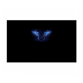 Бумага для упаковки 3D с принтом Кошка с голубыми глазами в Тюмени, пластик и полированная сталь | круглая форма, металлическое крепление в виде кольца | глаза | кот | синий