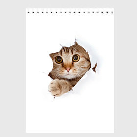 Скетчбук с принтом Котик в Тюмени, 100% бумага
 | 48 листов, плотность листов — 100 г/м2, плотность картонной обложки — 250 г/м2. Листы скреплены сверху удобной пружинной спиралью | кот | котенок | котик | кошка | милый