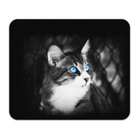 Коврик прямоугольный с принтом Кот в Тюмени, натуральный каучук | размер 230 х 185 мм; запечатка лицевой стороны | взгляд | глаза | голубые | кот