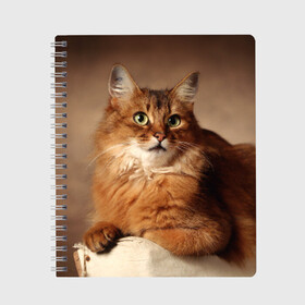 Тетрадь с принтом Кот в Тюмени, 100% бумага | 48 листов, плотность листов — 60 г/м2, плотность картонной обложки — 250 г/м2. Листы скреплены сбоку удобной пружинной спиралью. Уголки страниц и обложки скругленные. Цвет линий — светло-серый
 | домашняя | животное | кот | котэ | кошка
