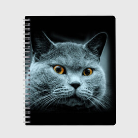 Тетрадь с принтом Кот в Тюмени, 100% бумага | 48 листов, плотность листов — 60 г/м2, плотность картонной обложки — 250 г/м2. Листы скреплены сбоку удобной пружинной спиралью. Уголки страниц и обложки скругленные. Цвет линий — светло-серый
 | домашняя | животное | кот | котэ | кошка