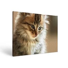 Холст прямоугольный с принтом Кот в Тюмени, 100% ПВХ |  | Тематика изображения на принте: домашняя | животное | кот | котэ | кошка