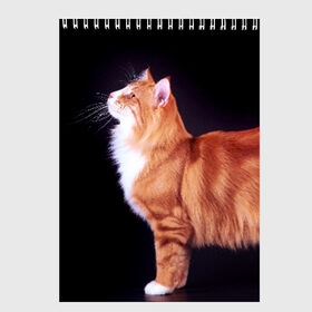 Скетчбук с принтом Рыжий кот в Тюмени, 100% бумага
 | 48 листов, плотность листов — 100 г/м2, плотность картонной обложки — 250 г/м2. Листы скреплены сверху удобной пружинной спиралью | Тематика изображения на принте: домашняя | животное | кот | котэ | кошка | рыжая