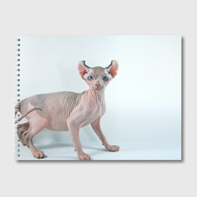 Альбом для рисования с принтом Сфинкс в Тюмени, 100% бумага
 | матовая бумага, плотность 200 мг. | Тематика изображения на принте: домашняя | животное | кот | котэ | кошка | сфинкс