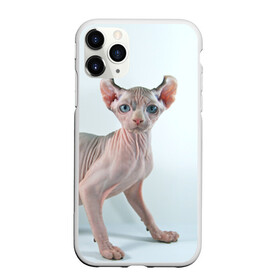 Чехол для iPhone 11 Pro матовый с принтом Сфинкс в Тюмени, Силикон |  | домашняя | животное | кот | котэ | кошка | сфинкс