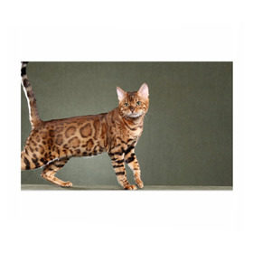 Бумага для упаковки 3D с принтом Бенгальский кот в Тюмени, пластик и полированная сталь | круглая форма, металлическое крепление в виде кольца | бенгальский | домашняя | животное | кот | котэ | кошка