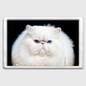 Магнит 45*70 с принтом Персидский кот в Тюмени, Пластик | Размер: 78*52 мм; Размер печати: 70*45 | Тематика изображения на принте: домашняя | животное | кот | котэ | кошка | персидский