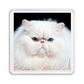 Магнит 55*55 с принтом Персидский кот в Тюмени, Пластик | Размер: 65*65 мм; Размер печати: 55*55 мм | Тематика изображения на принте: домашняя | животное | кот | котэ | кошка | персидский