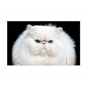 Бумага для упаковки 3D с принтом Персидский кот в Тюмени, пластик и полированная сталь | круглая форма, металлическое крепление в виде кольца | Тематика изображения на принте: домашняя | животное | кот | котэ | кошка | персидский