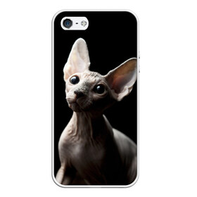 Чехол для iPhone 5/5S матовый с принтом Сфинкс в Тюмени, Силикон | Область печати: задняя сторона чехла, без боковых панелей | Тематика изображения на принте: домашняя | животное | кот | котэ | кошка | сфинкс