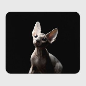 Коврик прямоугольный с принтом Сфинкс в Тюмени, натуральный каучук | размер 230 х 185 мм; запечатка лицевой стороны | Тематика изображения на принте: домашняя | животное | кот | котэ | кошка | сфинкс