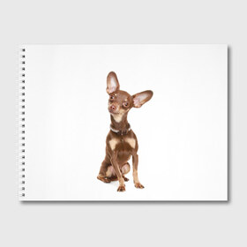 Альбом для рисования с принтом Той-терьер в Тюмени, 100% бумага
 | матовая бумага, плотность 200 мг. | Тематика изображения на принте: животное | порода | собака | той терьер