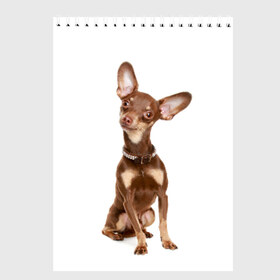 Скетчбук с принтом Той-терьер в Тюмени, 100% бумага
 | 48 листов, плотность листов — 100 г/м2, плотность картонной обложки — 250 г/м2. Листы скреплены сверху удобной пружинной спиралью | Тематика изображения на принте: животное | порода | собака | той терьер