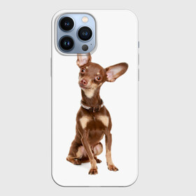Чехол для iPhone 13 Pro Max с принтом Той терьер в Тюмени,  |  | Тематика изображения на принте: животное | порода | собака | той терьер