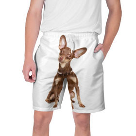 Мужские шорты 3D с принтом Той-терьер в Тюмени,  полиэстер 100% | прямой крой, два кармана без застежек по бокам. Мягкая трикотажная резинка на поясе, внутри которой широкие завязки. Длина чуть выше колен | животное | порода | собака | той терьер