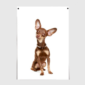 Постер с принтом Той-терьер в Тюмени, 100% бумага
 | бумага, плотность 150 мг. Матовая, но за счет высокого коэффициента гладкости имеет небольшой блеск и дает на свету блики, но в отличии от глянцевой бумаги не покрыта лаком | животное | порода | собака | той терьер