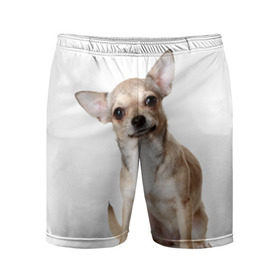 Мужские шорты 3D спортивные с принтом Чихуахуа в Тюмени,  |  | Тематика изображения на принте: животное | порода | собака | чихуахуа