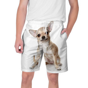 Мужские шорты 3D с принтом Чихуахуа в Тюмени,  полиэстер 100% | прямой крой, два кармана без застежек по бокам. Мягкая трикотажная резинка на поясе, внутри которой широкие завязки. Длина чуть выше колен | Тематика изображения на принте: животное | порода | собака | чихуахуа