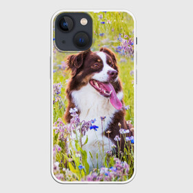 Чехол для iPhone 13 mini с принтом Австралийская овчарка в Тюмени,  |  | австралийская овчарка | животное | порода | собака | ц
