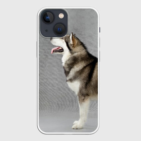 Чехол для iPhone 13 mini с принтом Аляскинский маламут в Тюмени,  |  | аляскинский маламут | животное | порода | собака