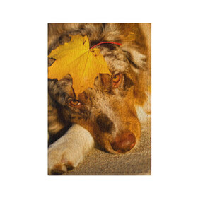 Обложка для паспорта матовая кожа с принтом Австралийская овчарка в Тюмени, натуральная матовая кожа | размер 19,3 х 13,7 см; прозрачные пластиковые крепления | Тематика изображения на принте: австралийская овчарка | клён | осень | порода | собака