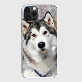 Чехол для iPhone 12 Pro Max с принтом Аляскинский маламут в Тюмени, Силикон |  | аляскинский маламут | животное | порода | собака