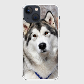 Чехол для iPhone 13 mini с принтом Аляскинский маламут в Тюмени,  |  | аляскинский маламут | животное | порода | собака