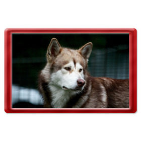 Магнит 45*70 с принтом Аляскинский маламут в Тюмени, Пластик | Размер: 78*52 мм; Размер печати: 70*45 | аляскинский маламут | животное | порода | собака