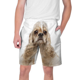 Мужские шорты 3D с принтом Американский кокер-спаниель в Тюмени,  полиэстер 100% | прямой крой, два кармана без застежек по бокам. Мягкая трикотажная резинка на поясе, внутри которой широкие завязки. Длина чуть выше колен | американский кокер спаниель | порода | собака