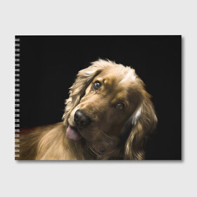 Альбом для рисования с принтом Английский кокер-спаниель в Тюмени, 100% бумага
 | матовая бумага, плотность 200 мг. | английский кокер спаниель | животно | порода | собака