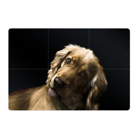 Магнитный плакат 3Х2 с принтом Английский кокер-спаниель в Тюмени, Полимерный материал с магнитным слоем | 6 деталей размером 9*9 см | английский кокер спаниель | животно | порода | собака