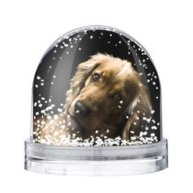 Снежный шар с принтом Английский кокер-спаниель в Тюмени, Пластик | Изображение внутри шара печатается на глянцевой фотобумаге с двух сторон | английский кокер спаниель | животно | порода | собака