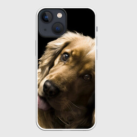 Чехол для iPhone 13 mini с принтом Английский кокер спаниель в Тюмени,  |  | английский кокер спаниель | животно | порода | собака