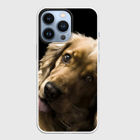 Чехол для iPhone 13 Pro с принтом Английский кокер спаниель в Тюмени,  |  | английский кокер спаниель | животно | порода | собака