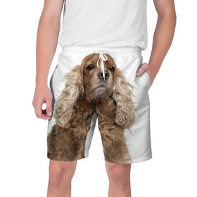 Мужские шорты 3D с принтом Английский кокер-спаниель в Тюмени,  полиэстер 100% | прямой крой, два кармана без застежек по бокам. Мягкая трикотажная резинка на поясе, внутри которой широкие завязки. Длина чуть выше колен | английский кокер спаниель | порода | собака