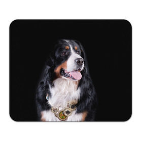 Коврик прямоугольный с принтом Бернский зенненхунд в Тюмени, натуральный каучук | размер 230 х 185 мм; запечатка лицевой стороны | бернский зенненхунд | животное | порода | собака