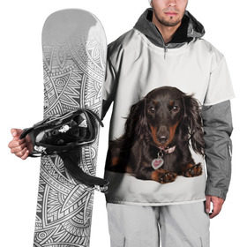 Накидка на куртку 3D с принтом Карликовая такса в Тюмени, 100% полиэстер |  | Тематика изображения на принте: животное | карликовая такса | порода | собака