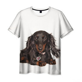 Мужская футболка 3D с принтом Карликовая такса в Тюмени, 100% полиэфир | прямой крой, круглый вырез горловины, длина до линии бедер | животное | карликовая такса | порода | собака